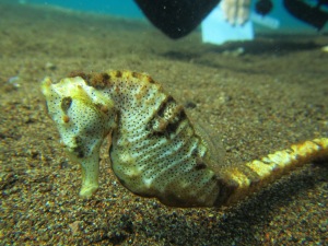 The Common Seahorse: Hippocampus kuda, identified by its smooth body, low coronet, and wide abomen region.
