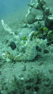 The Spiny Seahorse: Hippocampus histrix, identified by its spiny body, nose and cheek spines, and long snout.