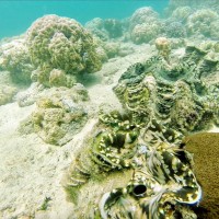 Everything is Connected: a Global Pandemic and Giant Clams